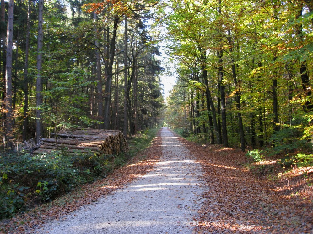 Waldweg in Schopfloch